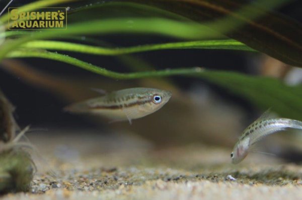 画像3: ピグミーグラミー (3)