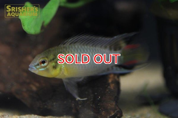 画像4: アピストグラマ sp.sv-114（ペア）【２０１９年採集】【ベネズエラ】 (4)