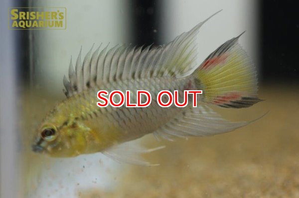 画像3: アピストグラマ sp.sv-114（ペア）【２０１９年採集】【ベネズエラ】 (3)