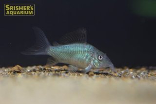 ロボホン　コリドラス コリドラス | AQUASHOP つきみ堂