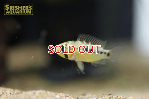 画像8: アピストグラマ sp.sv-114（ペア）【２０１９年採集】【ベネズエラ】 (8)