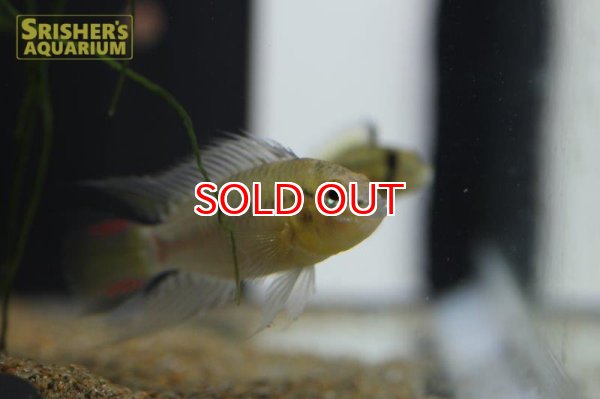 画像7: アピストグラマ sp.sv-114（ペア）【２０１９年採集】【ベネズエラ】 (7)