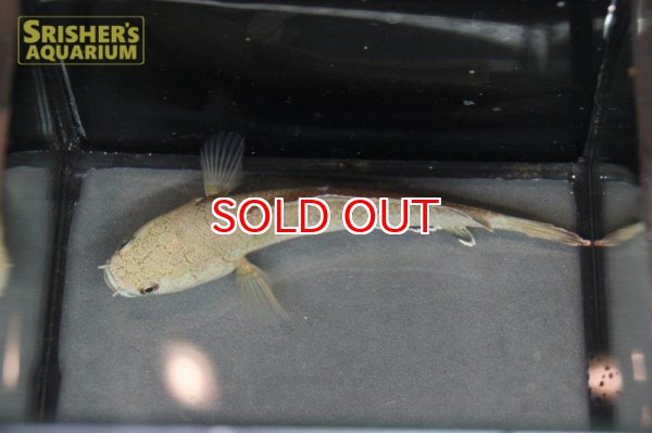 画像2: ラオスファイアバックスネークヘッド (2)