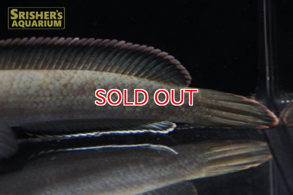 画像5: ラオスファイアバックスネークヘッド (5)