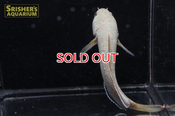 画像7: ラオスファイアバックスネークヘッド (7)