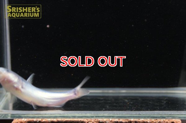 画像6: ブルーカンディル (6)