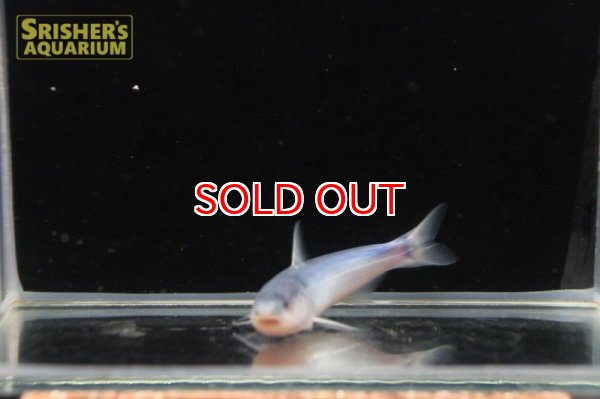 画像4: ブルーカンディル (4)