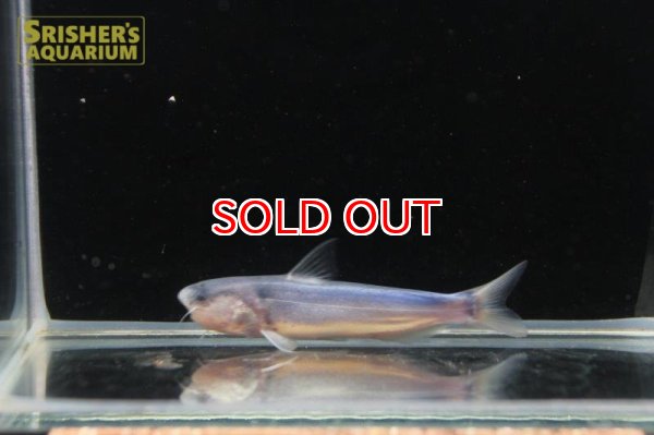 画像5: ブルーカンディル (5)