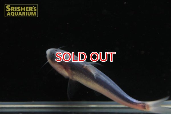 画像3: ブルーカンディル (3)