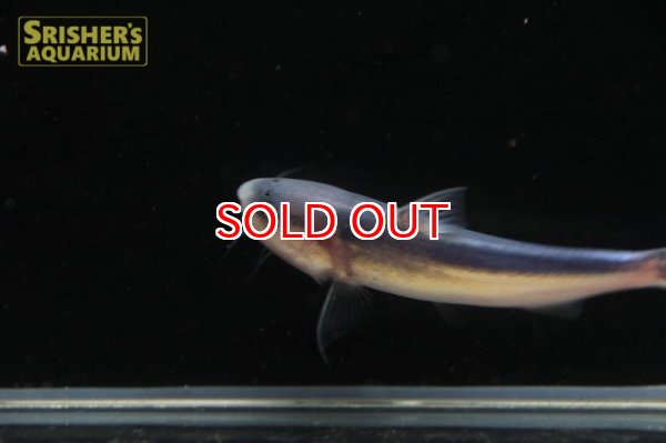 画像2: ブルーカンディル (2)