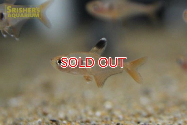 画像3: レッドファントムテトラ（ブリード） (3)