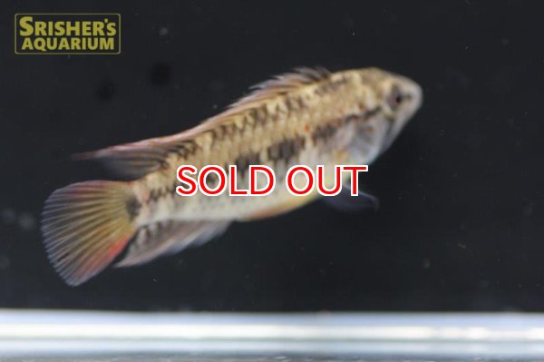 画像2: アピストグラマ ｓｐ.  sc-47 n-1（ペア）【２０１９年採集】【コロンビア 】 (2)