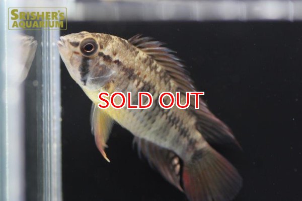 画像3: アピストグラマ ｓｐ.  sc-47 n-1（ペア）【２０１９年採集】【コロンビア 】 (3)