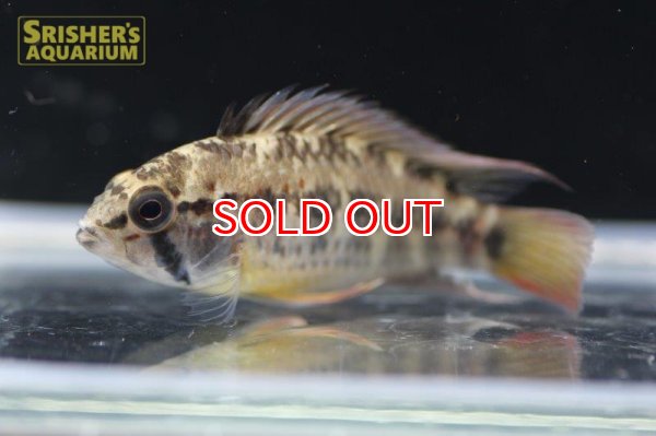 画像4: アピストグラマ ｓｐ.  sc-47 n-1（ペア）【２０１９年採集】【コロンビア 】 (4)