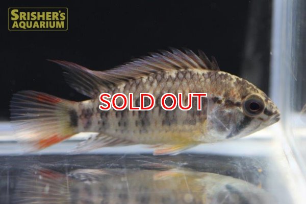 画像3: アピストグラマ ｓｐ.  sc-47 n-2（ペア）【２０１９年採集】【コロンビア 】 (3)