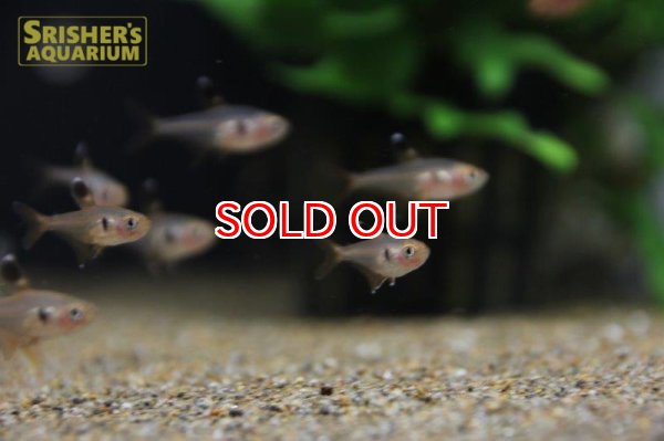 画像5: レッドファントムテトラ（ブリード） (5)