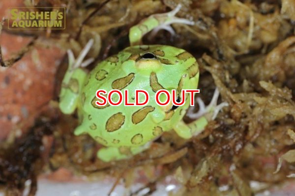 画像2: クランウェルツノガエル（グリーン） (2)