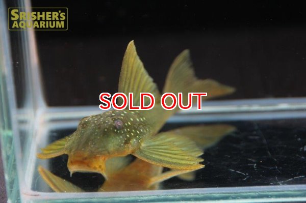 画像4: グリーンイエローフィンペコルティア (4)