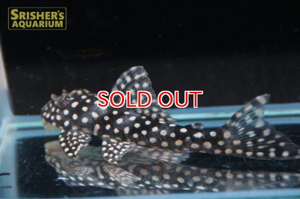 画像2: ルビースポットマグナムプレコ (2)