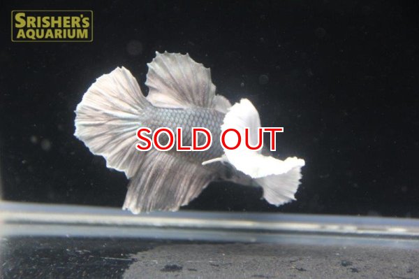 画像3: ハーフムーンプラガットベタ　ダンボ　オス (3)