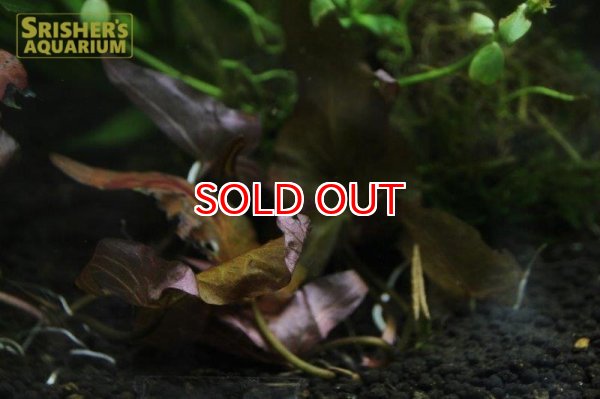 画像1: 水草 ニムファ ステラータ（1株） (1)