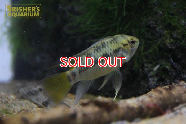 画像2: アピストグラマ ｓｐ. sv-34（ペア）【２０１９年採集】【ベネズエラ】 (2)