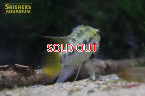 画像3: アピストグラマ ｓｐ. sv-34（ペア）【２０１９年採集】【ベネズエラ】 (3)