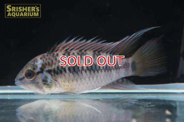 画像2: アピストグラマ ｓｐ.  ”リオカウラ” sv-50 （ツインバータイプ）（ペア）【２０１９年採集】【ベネズエラ】 (2)