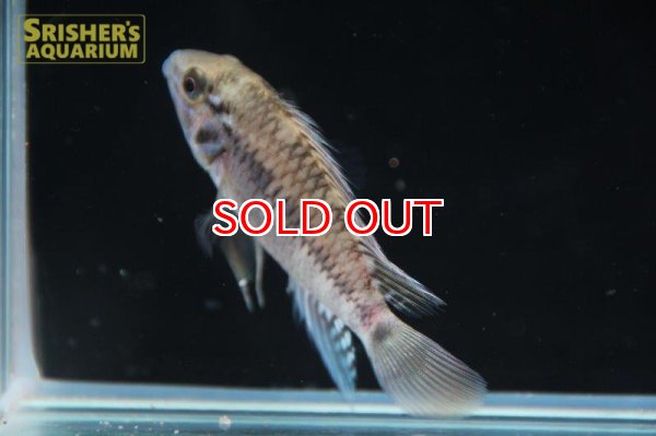 画像2: アピストグラマ ｓｐ.  ”リオカウラ” sv-50 n-1（ペア）【２０１９年採集】【ベネズエラ】 (2)