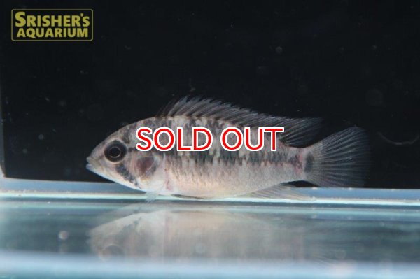 画像4: アピストグラマ ｓｐ.  ”リオカウラ” sv-50 （ツインバータイプ）（ペア）【２０１９年採集】【ベネズエラ】 (4)