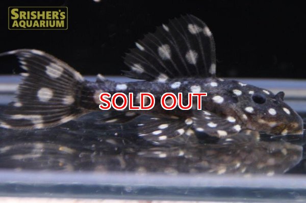 画像2: キングオブギャラクシートリムプレコ (2)