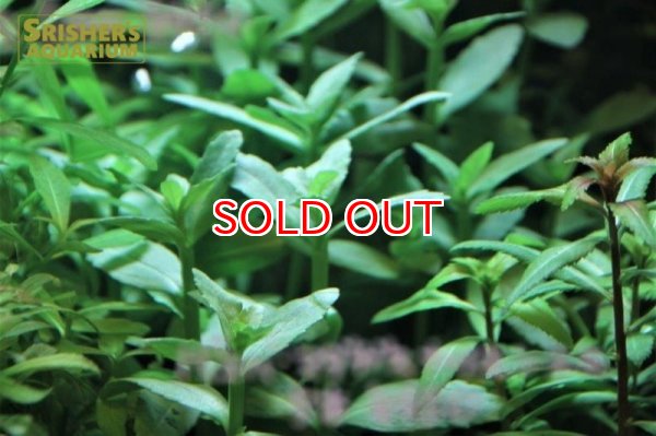 画像2: 水草 バコパ　マダガスカリエンシス (５本)（国産） (2)