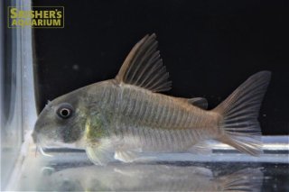 コリドラスの仲間 - Corydoras-｜スリッシャーズ アクアリウム (Page 2)