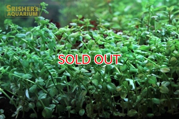 画像3: 水草 ロタラ ロトンジフォリア　グリーン (６本) (国産) (3)