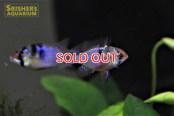 画像3: 国産オランダラミレジ（ペア） (3)