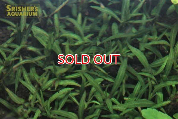 画像2: 水草 ハイグロフィラ　ラクストリス　スモール（５本）（国産） (2)
