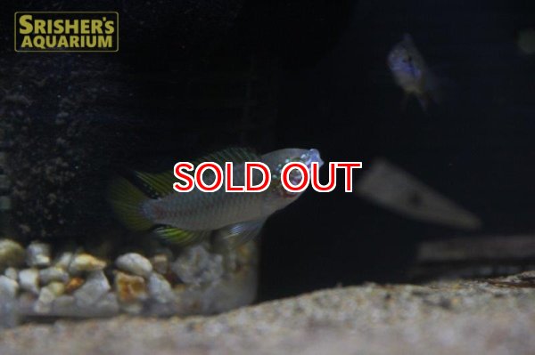 画像4: アピストグラマ　ボレリーオパール（ブリード） (4)