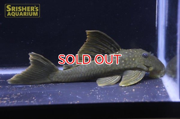 画像2: レモンフィンペコルティア　１４ｃｍ (2)