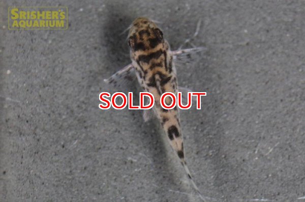 画像3: コリドラス・ゼブリーナ "LUNA" n-3 2017 WILD F1 CW111 (3)