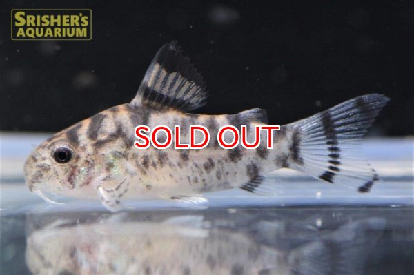 画像2: コリドラス・ゼブリーナ "LUNA" n-3 2017 WILD F1 CW111 (2)