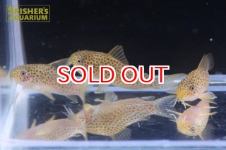 コリドラスの仲間 - Corydoras-｜スリッシャーズ アクアリウム