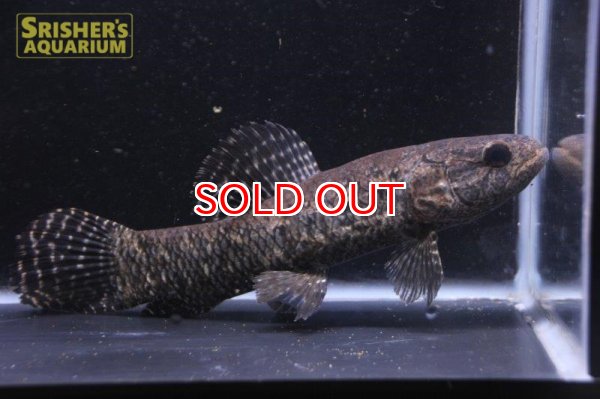 画像2: ブラックタライロン　 (2)