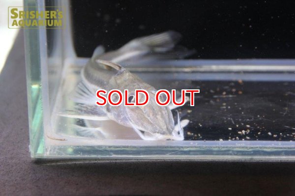 画像2: レプトドラス　カタニアイ (2)