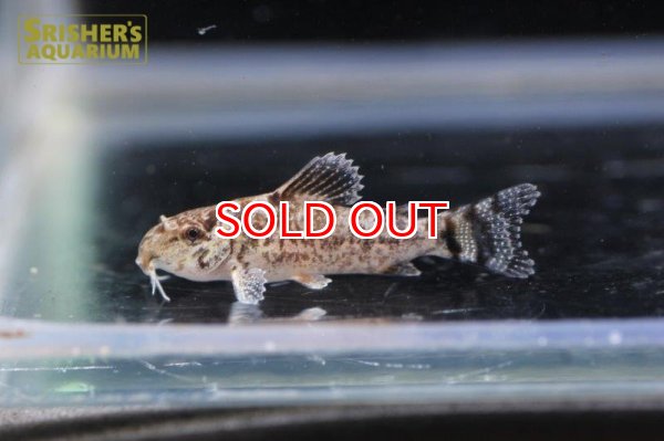 画像4: コリドラス　ブリットイ　2017 WILD F1 n-1 (4)