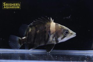 アロワナ、古代魚 - Arowana - スリッシャーズ アクアリウム