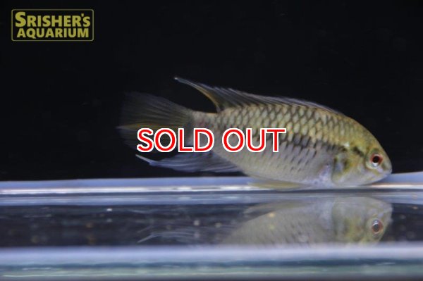 画像3: アピストグラマ ｓｐ.  ”リオカウラ” sv-50 n-3（ペア）【２０１９年採集】【ベネズエラ】 (3)