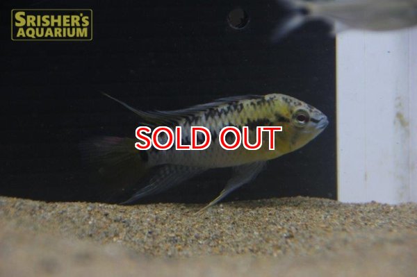 画像2: アピストグラマ ｓｐ. sv-34 n-2（ペア）【２０１９年採集】【ベネズエラ】 (2)