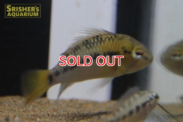 画像2: アピストグラマ ｓｐ.  ”リオカウラ” sv-45 n-2（ペア）【２０１９年採集】【ベネズエラ】 (2)