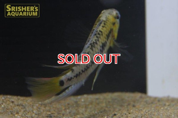 画像4: アピストグラマ ｓｐ. sv-34 n-2（ペア）【２０１９年採集】【ベネズエラ】 (4)