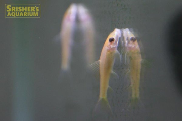 画像2: ゴールデンアルジーイーター (2)